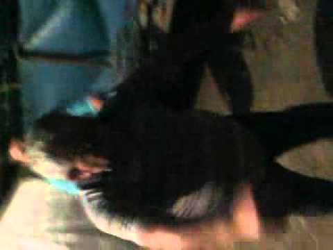 ცეკვავს ბადი-ბუდი