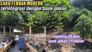 suhar farm: ternak kambing dengan sistem terintegrasi bank pakan
