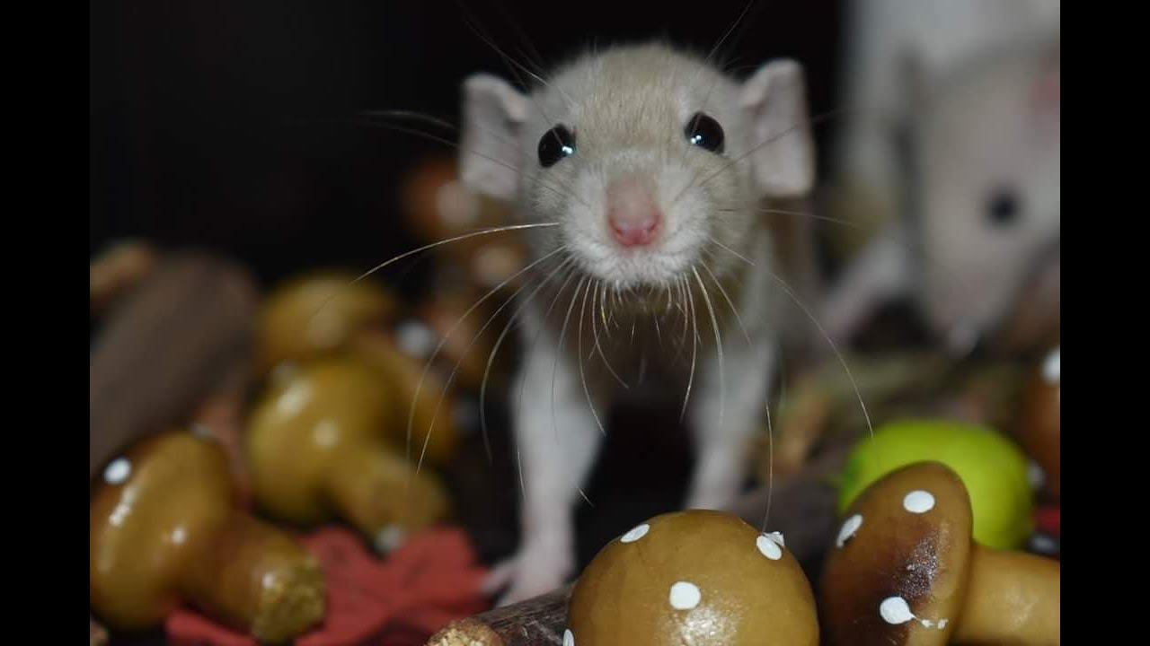 Kepp - It's not even Midnight! - Techno Mix 2K18