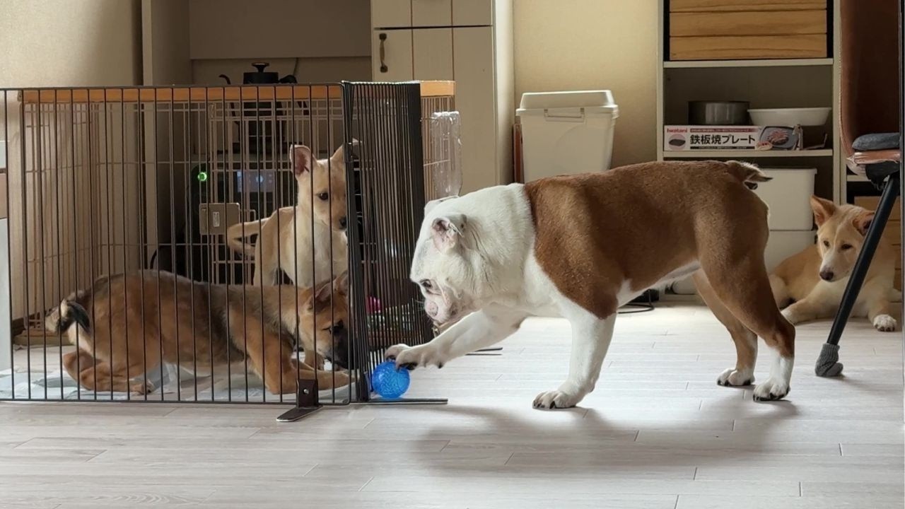 【お迎え翌日】生後2ヶ月の子犬におもちゃの遊び方を教えてるまるこが優しかった…