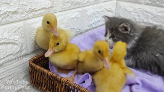 4 ducklings and 2 kittens met for the first time💕😍 by Funny Pets 912 views 11 months ago 1 minute, 51 seconds