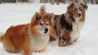 Dogs in Winter 2017 | Australian Shepherd & Icelandic Sheepdog