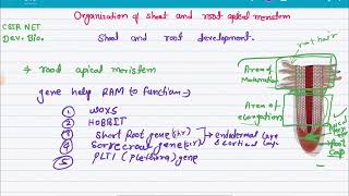 Organization of shoot and root apical meristem; shoot and root development csir net development bio.