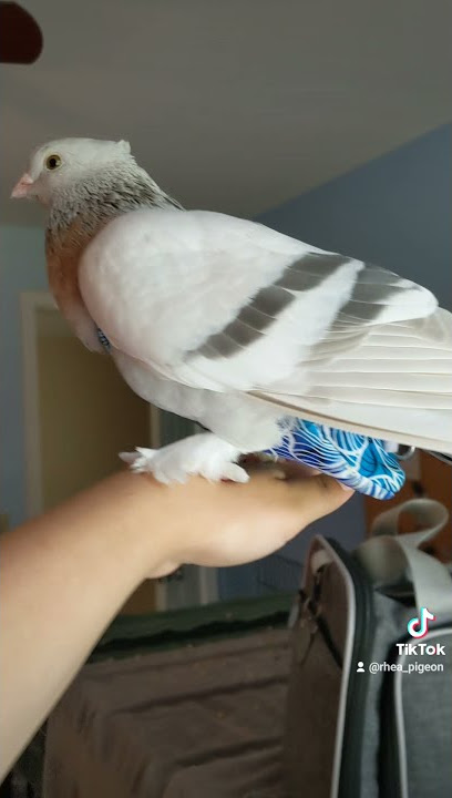 Pigeon Pants!
