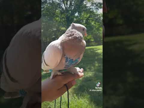 Video: Pet linnud / puuritud linnud