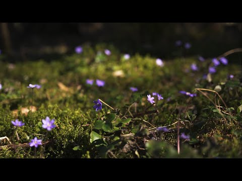 Video: Kevad on majas. Haljastus algajatele