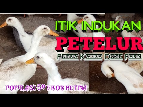 Bebek Peking Petelur - Telur Bebek di Jamin Bersih dan Kering !! - Ini Kandangnya.....