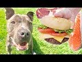 Letting a Homeless Pitbull Pick His First Meal!