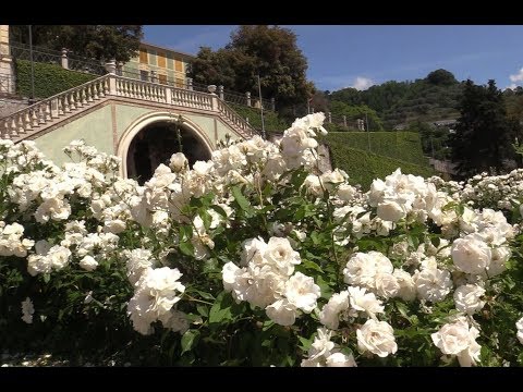 Duchessa di Galliera - Tornano i medaglioni fioriti nel giardino