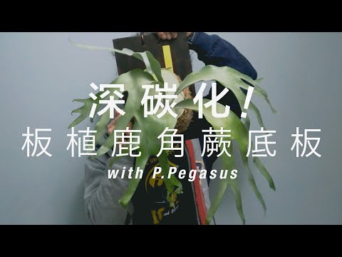 燒木板很香！深碳化鹿角蕨底板製作＋換板操作 with P.Pegasus 飛馬鹿角蕨 by 植屋