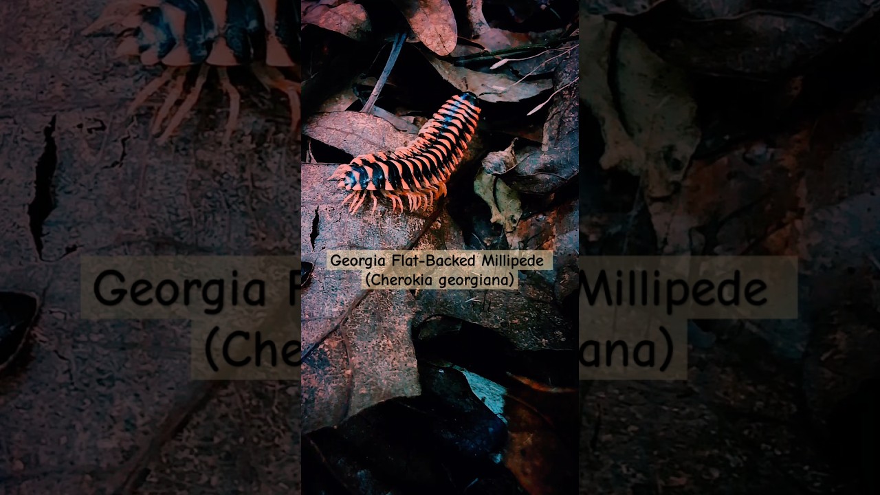 Millipede | Flat-Backed Millipede 