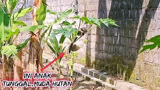 Target Kutilang ANAK TUNGGAL MUDA HUTAN