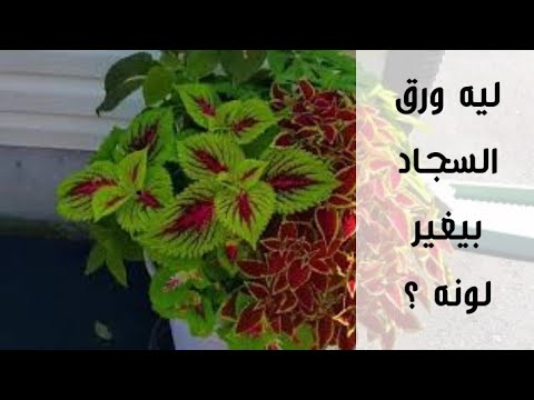 فيديو: فقدان التلون في النباتات - لماذا يختفي التباين