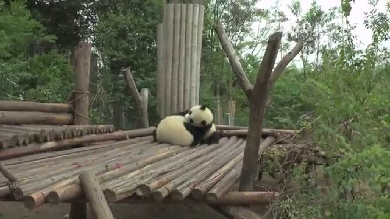pandapia 20140411_月亮産房_雅二 夢夢 雅一_雅二和夢夢在掐架中，夢夢似乎今天特別的活潑，追著雅二不放，雅二跑走後還去壓別的小夥伴，雅一獨自在樹枝上看下面的熱鬧 pandas merge