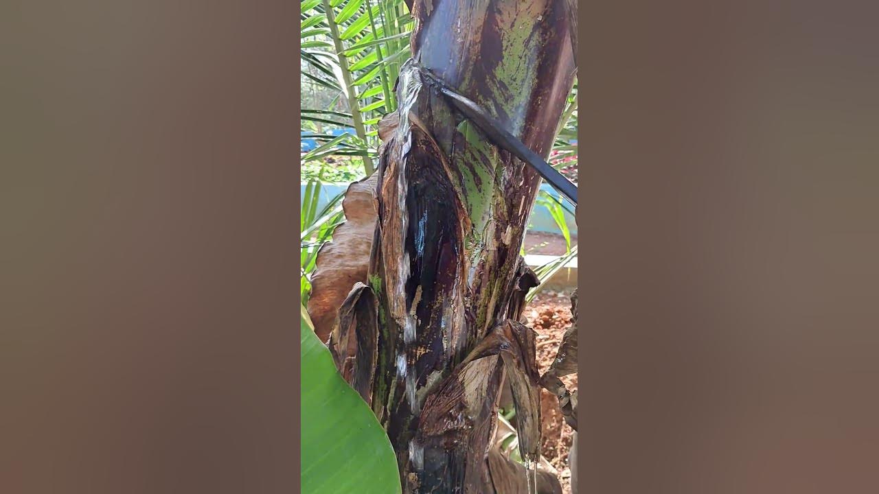 cutting banana tree YouTube