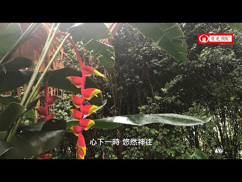 〔香光小角落〕-2-天堂鳥的生與死