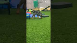 Beauceron pup environmental work #beauceron #basrouge #bergerdebeauce #beauceronpuppy #puppy