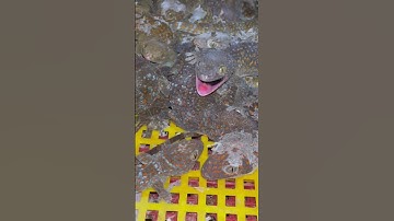 Tắc kè nhà Hậu chuẩn bị giao khách #tackehoa #tackegiong #tacke #tackephuchau