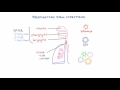 Respiratory Viruses - Clinical Presentations and Diagnosis