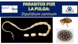 Dipylidium caninum: PARASITO QUE TRANSMITE LA PULGA