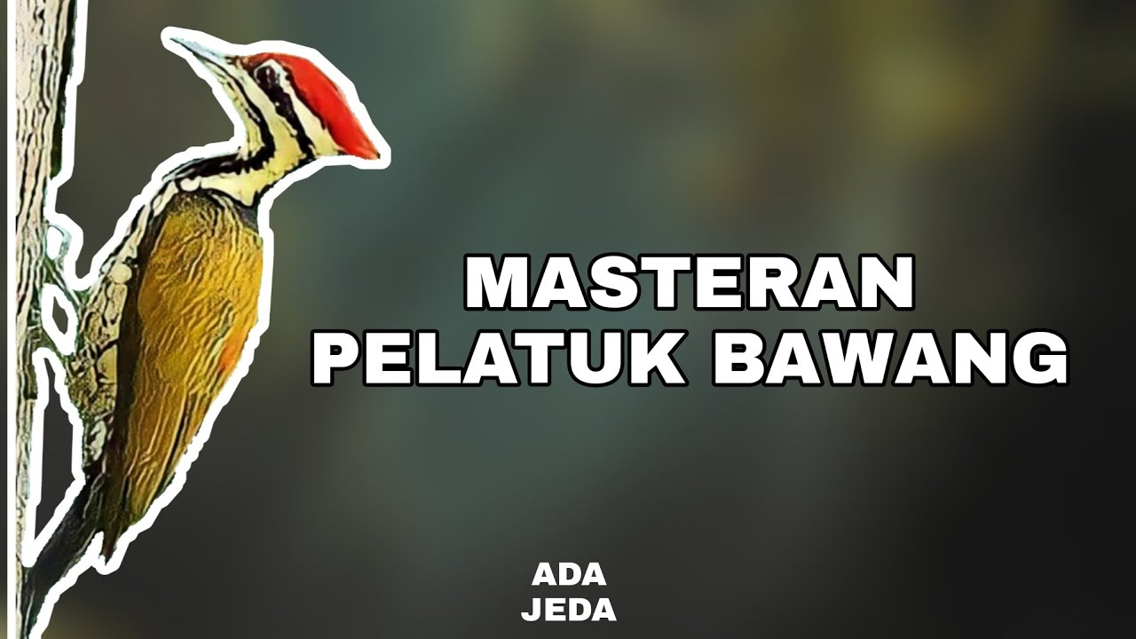 MASTERAN PELATUK BAWANG JERNIH SPEED RAPAT | JEDA BERTAHAP