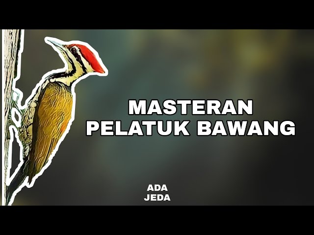 MASTERAN PELATUK BAWANG JERNIH SPEED RAPAT | JEDA BERTAHAP class=