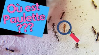 La fourmi Paulette S’ÉVADE !? (Tetramorium)