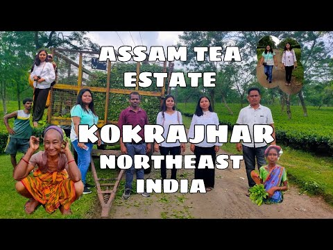 My North Indian Friends exploresl KOKRAJHAR TEA ESTATE l Assam NORTHEAST INDIA l Ep 1