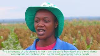 Seed Co Sorghum Sc Smile Testimonial With Nozinhle Nyoni
