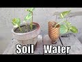 How to Grow Money Plant Cuttings in Soil and Water; Experiment (Urdu/hindi)