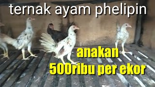 Cara Beternak Ayam Import | Referensi Beternak. 