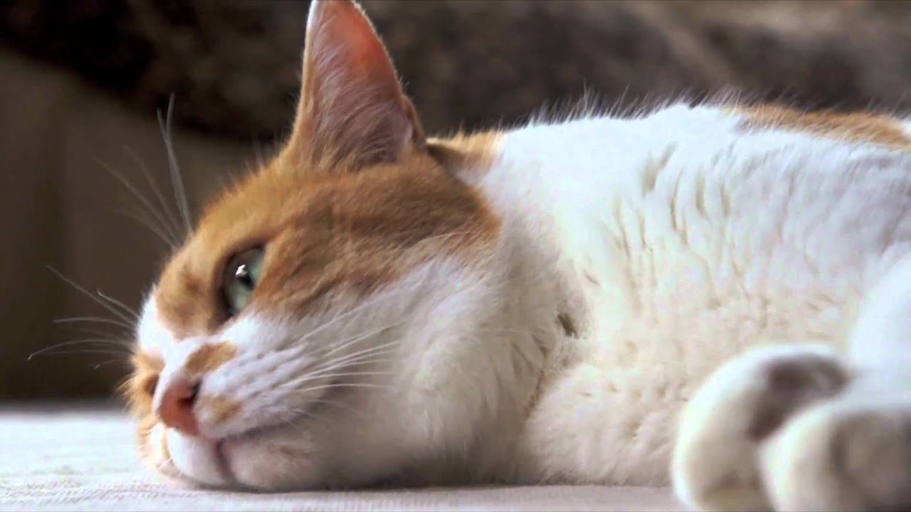 猫の動体視力 Ami The Cat Has Good Eyesight Youtube