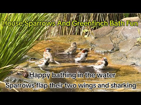 House sparrows and a greenfinch bath fun in summer, flap their two wings and shaking in the water !