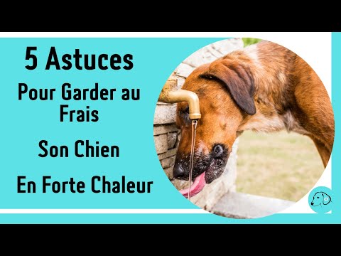 Vidéo: Comment arrêter mon chien de hurler quand je pars