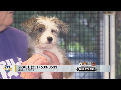 Video: Adoptable Dog of the Week - Teddy Bear