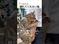 離れてくれない猫