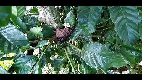 Ưu điểm và nhược điểm  Ghép  cải tạo cà phê bằn cành....