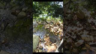 The Bowld Sojer Boy sung RPT #shorts #music #oldmusic #publicdomainmusic #nature