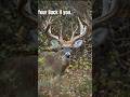 If Its Brown Its Down! #deer #deerhunting #bigbucks #whitetail #viral #trending #fyp #shorts