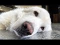 IGNORING A GREAT PYRENEES FOR A DAY