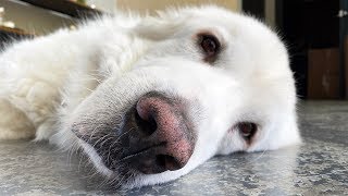 IGNORING A GREAT PYRENEES FOR A DAY