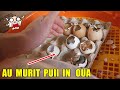 mai mulți pui morți  în ouă  decât  vii.. 🐥💀 🐣Câți PUI AU IEȘIT în total ?