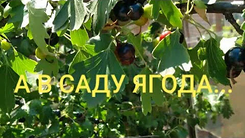 А в саду ягода... Первый сбор смородины йошты в нашем саду.