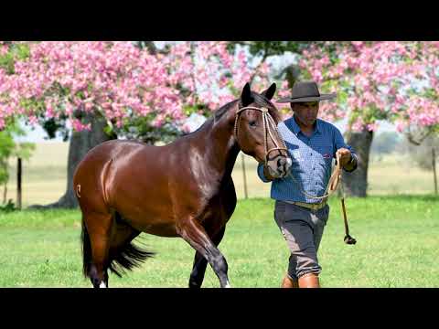 Lote 04 - Basca Iguaria