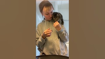 Cat Keeps Owner Company || ViralHog