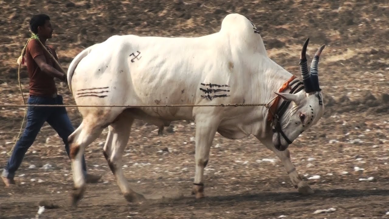 riffel Ombord ben Revadihala bulls runs at 28.5 Km per hour speed - YouTube