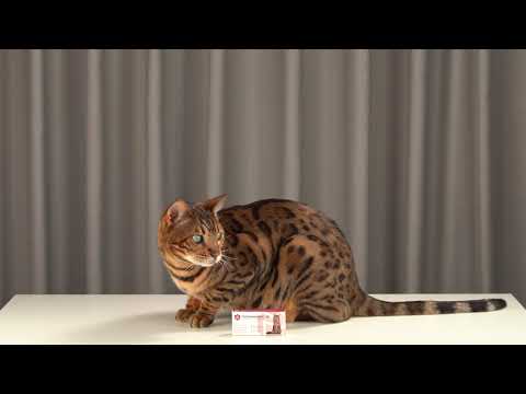 Обзор средства от глистов для кошек | Гельмимакс 10 для взрослых кошек | Апиценна | Из России