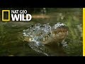 Watch a Croc's Brutal Death Roll | Boss Croc