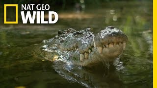 Watch a Croc's Brutal Death Roll | Boss Croc