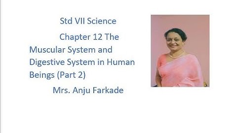 Science Chapter 12  The Muscular System And Digestive System In Human Beings (Part 2 ) std 7